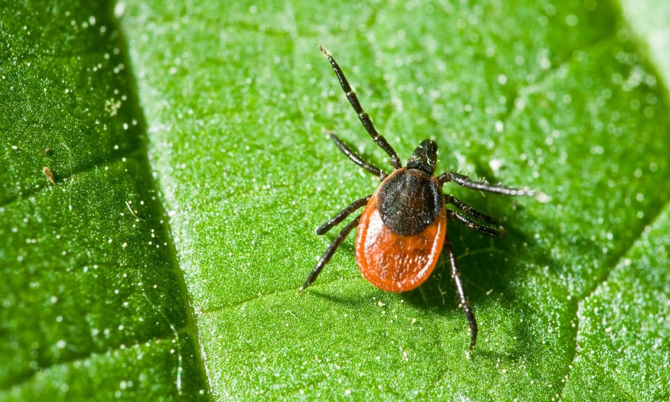 Lyme Disease